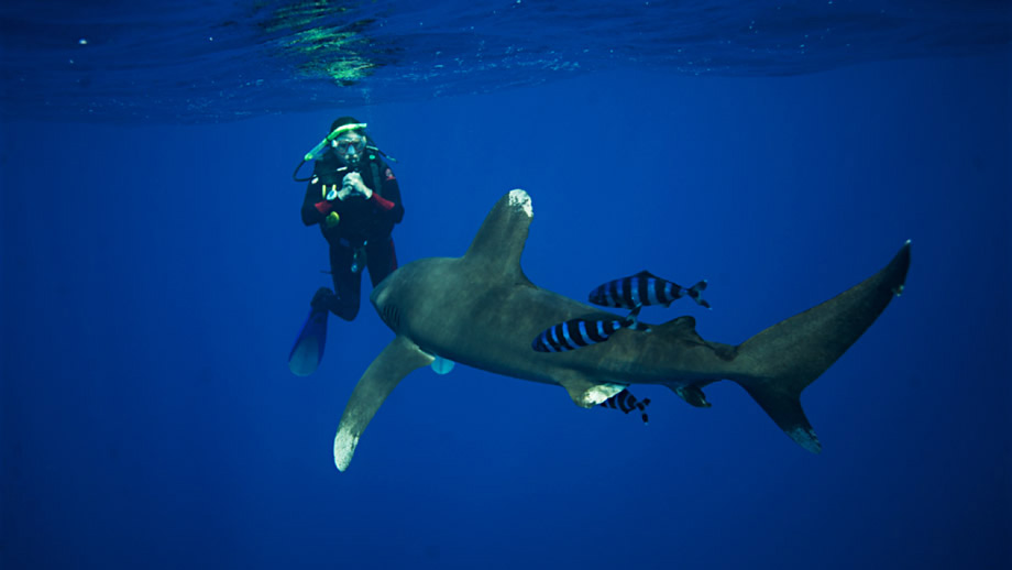Shark School