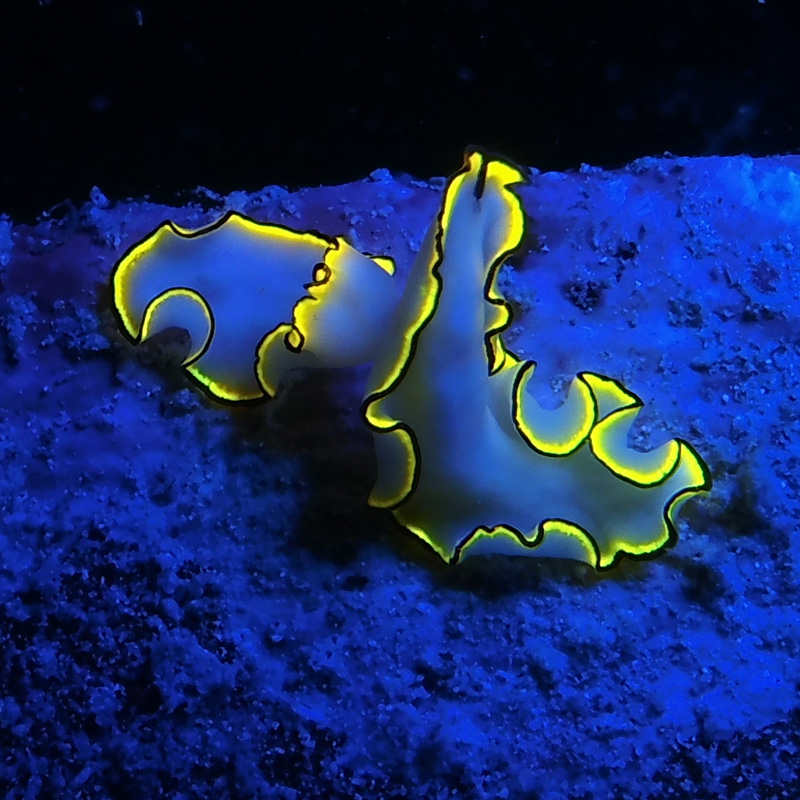 Sea Dragon Fluoro-Dual Beam