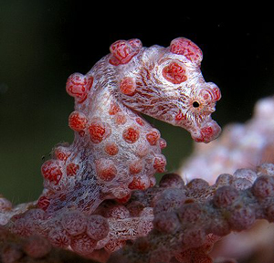 Muck Diving Sipadan