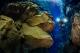 Sea Dragon 5000+